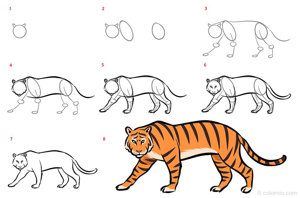 How to Draw a Tiger - Schritt für Schritt