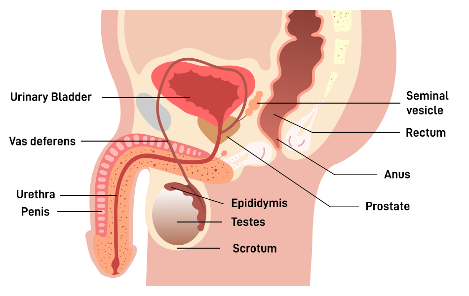 Male Reproductive Part