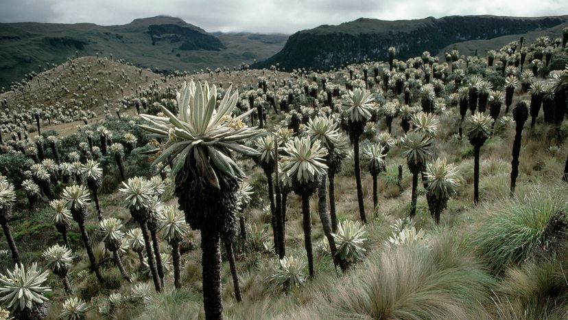 Field of plants that look like a cross between palm trees and succulents