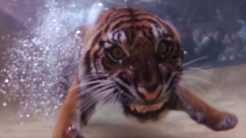 Swimming Tiger