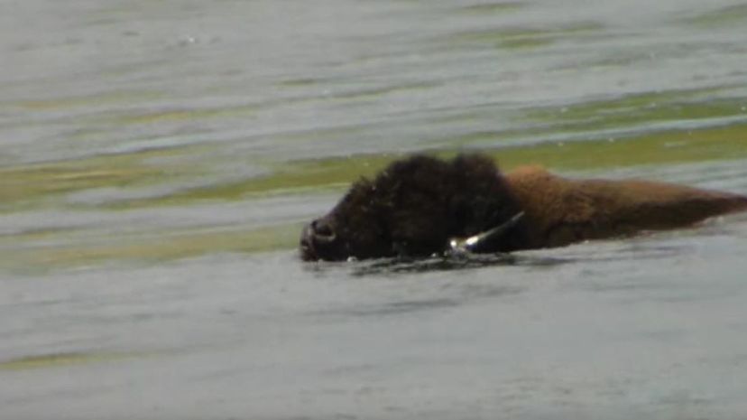 Swimming buffalo