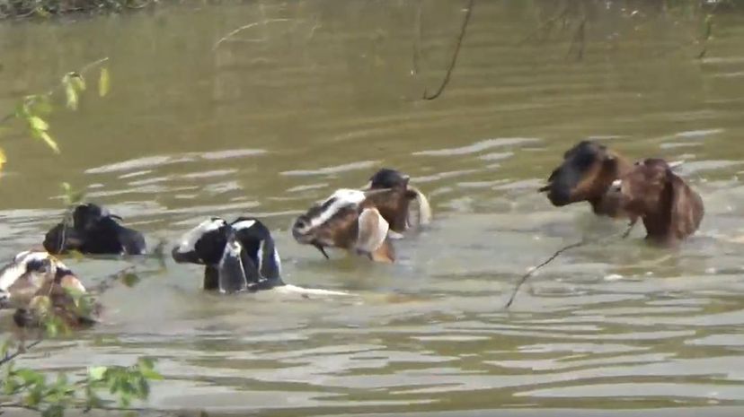 Goats swim