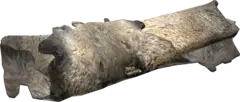 Boar Pelt