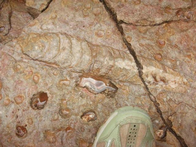 Nautiloid fossil in the Grand Canyon's redwall limestone proves rapid deposition