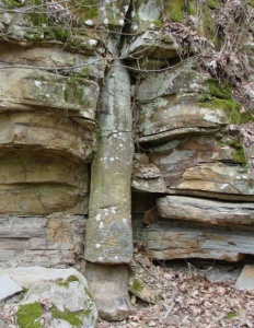 Polystrate fossil standing through multiple geologic strata