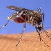 In this image provided by the USDA Agricultural Research Service, a mosquito stands upon human skin. 

