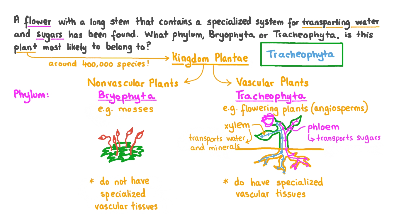 Phylum Tracheophyta