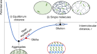 Two-dimensional-lattice-confined single-molecule-like aggregates