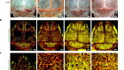 Adult skull bone marrow is an expanding and resilient haematopoietic reservoir