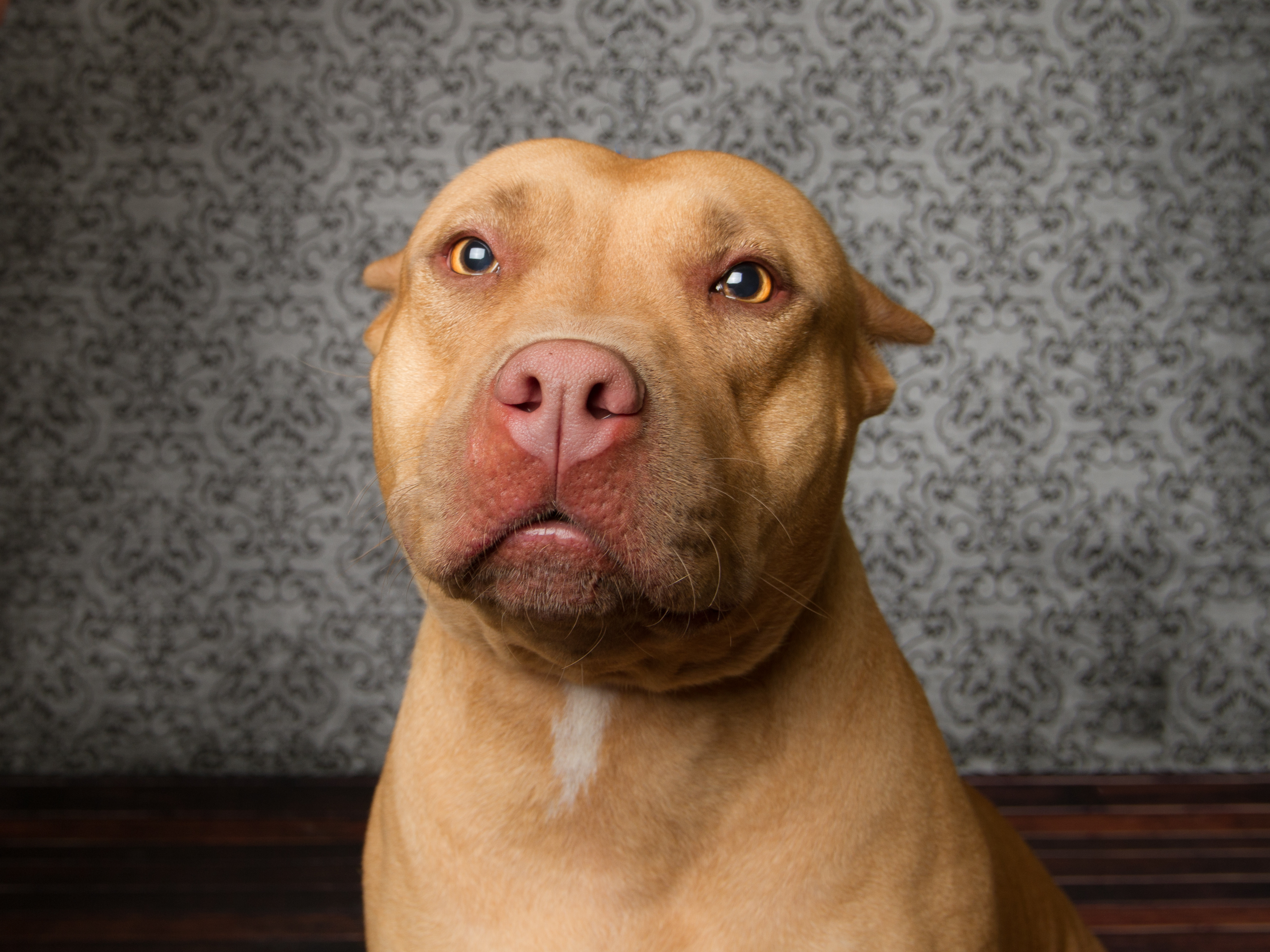 Pit bull dog looking at camera.