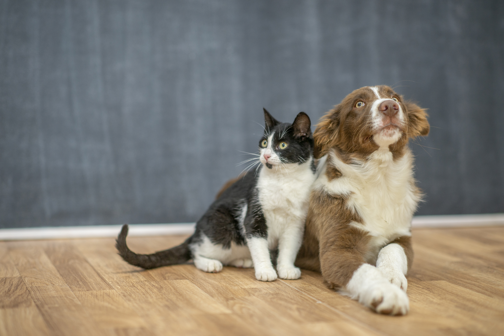 A cat and a dog duo