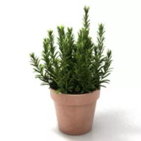 House Pot Plant 3d model