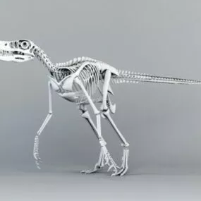 Velociraptor Skeleton 3d model