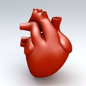 Human Heart 3d model