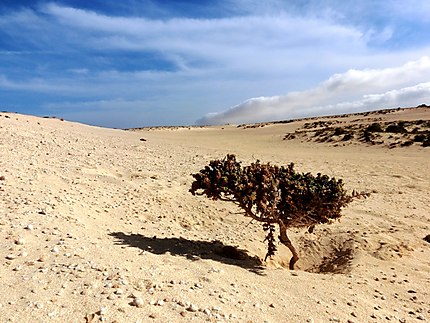 Les grands espaces des dunes de Corralejo