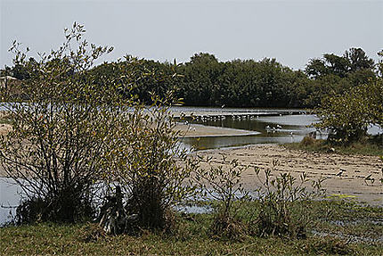 Bras de rivière aux oiseaux