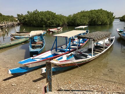 Demi journée dans la mangrove