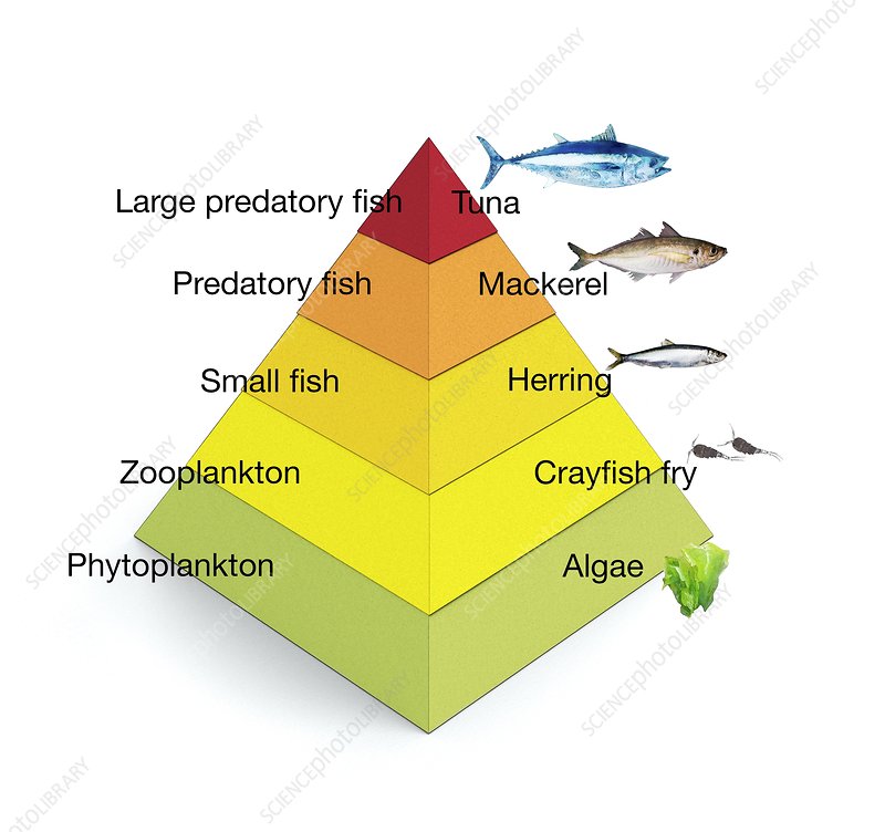 Marine Food Web Trophic Levels