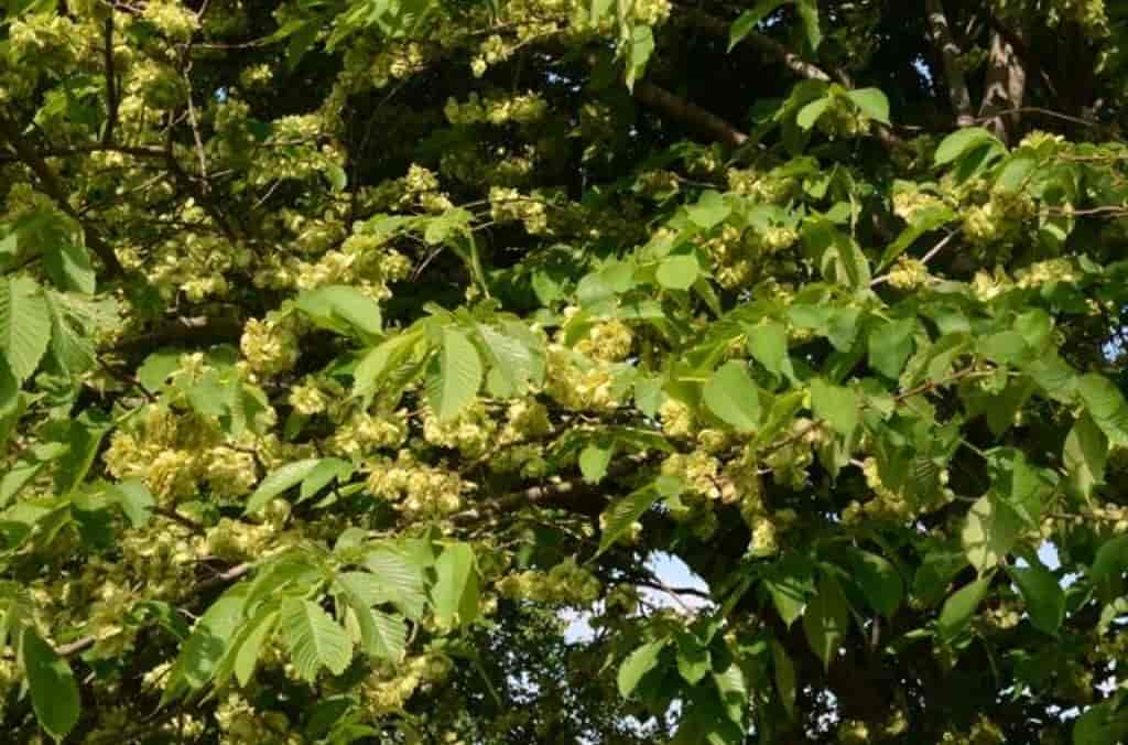 Ulmus glabra