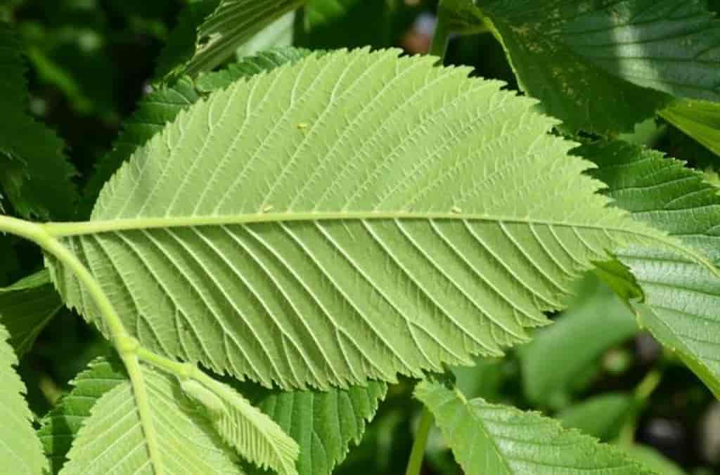 Ulmus glabra