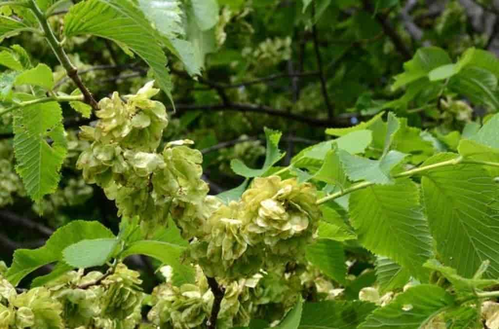 Ulmus glabra