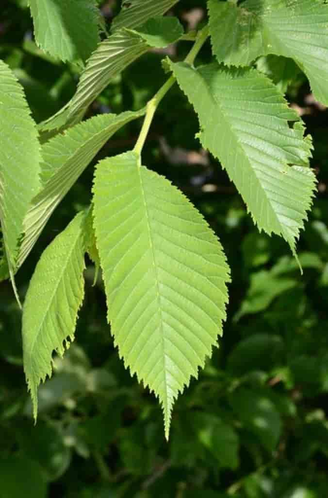 Ulmus glabra