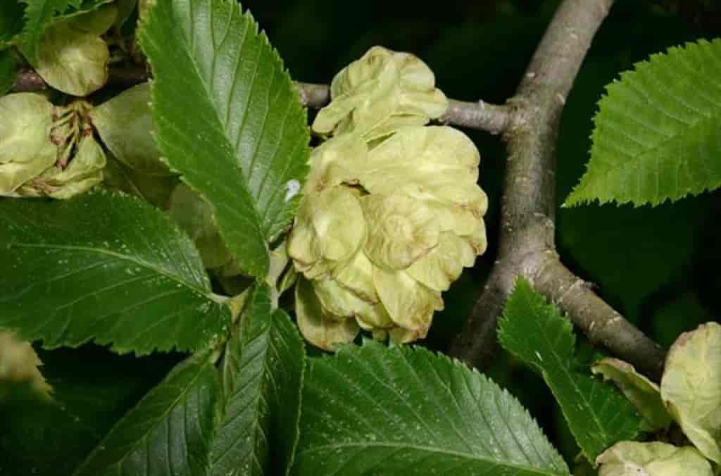 Ulmus glabra