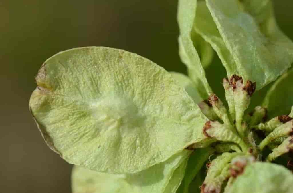 Ulmus glabra