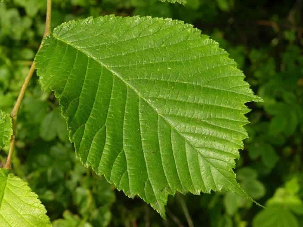 Ulmus glabra