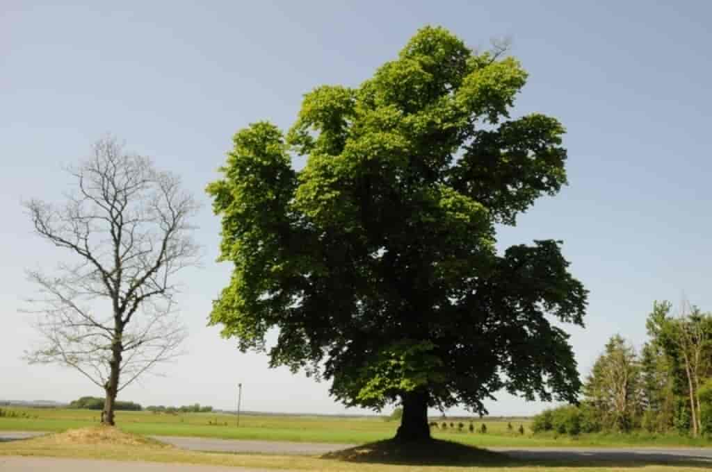 Ulmus glabra