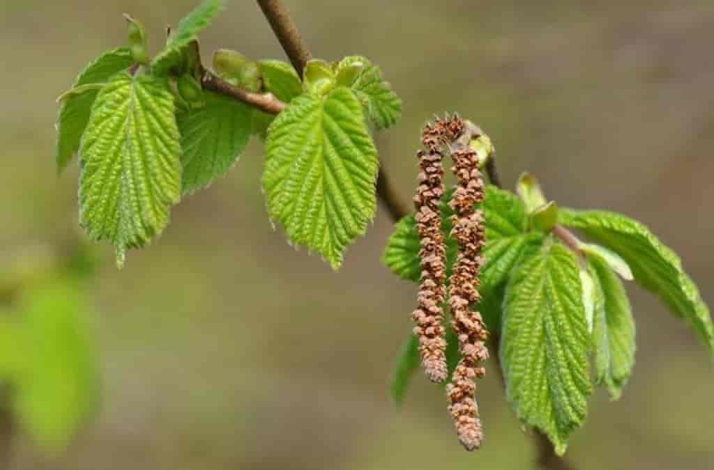 Corylus avellana