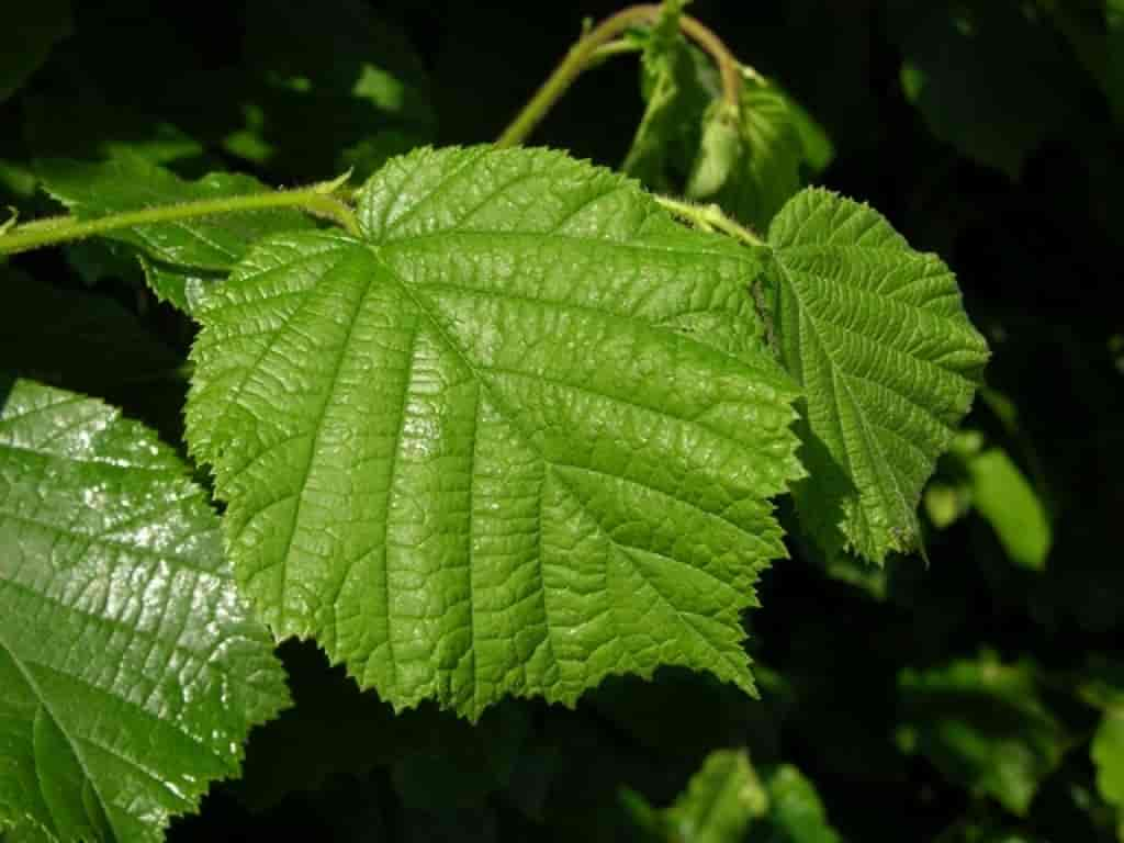 Corylus avellana