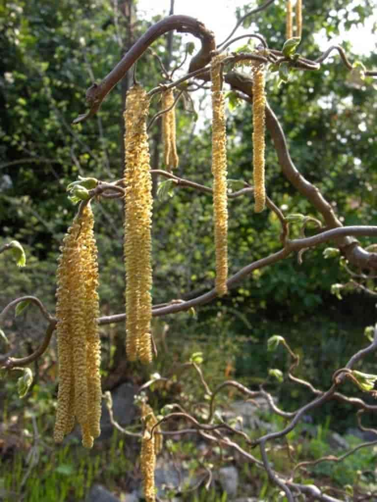 Corylus avellana (Contorta)