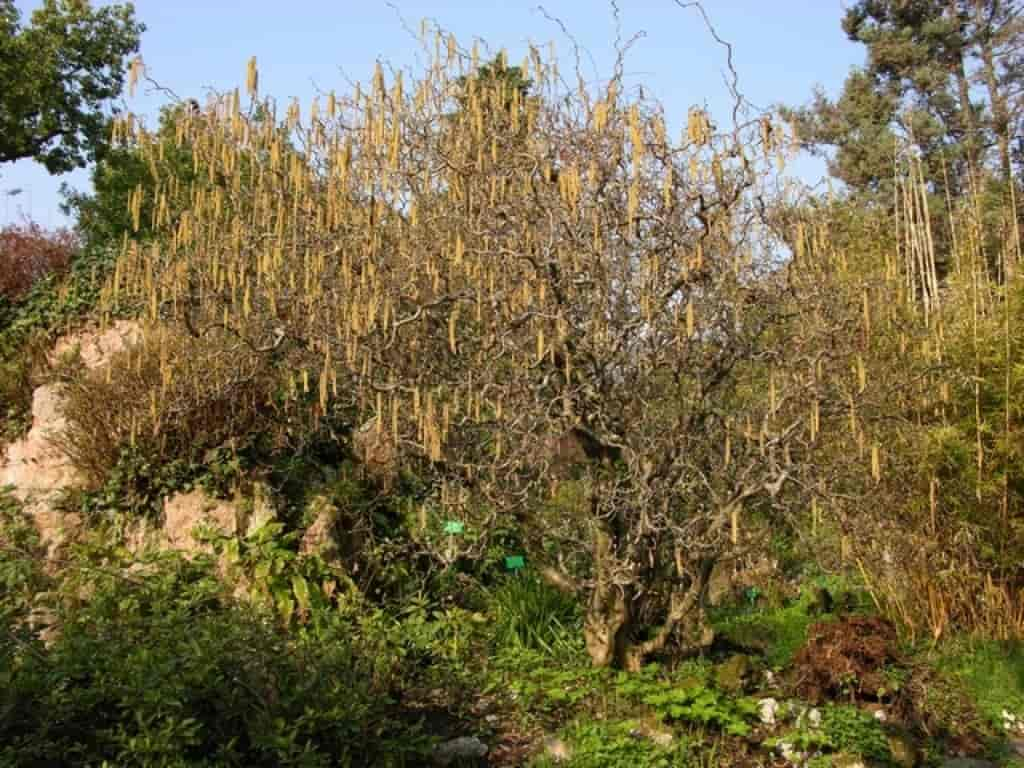 Corylus avellana (Contorta)