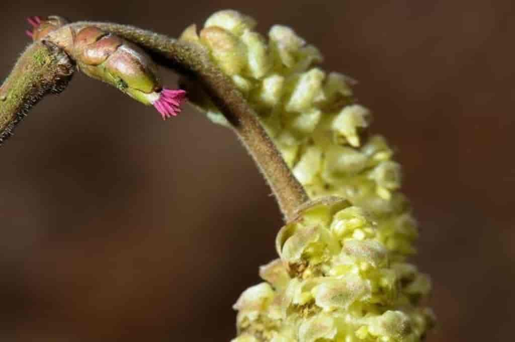 Corylus avellana