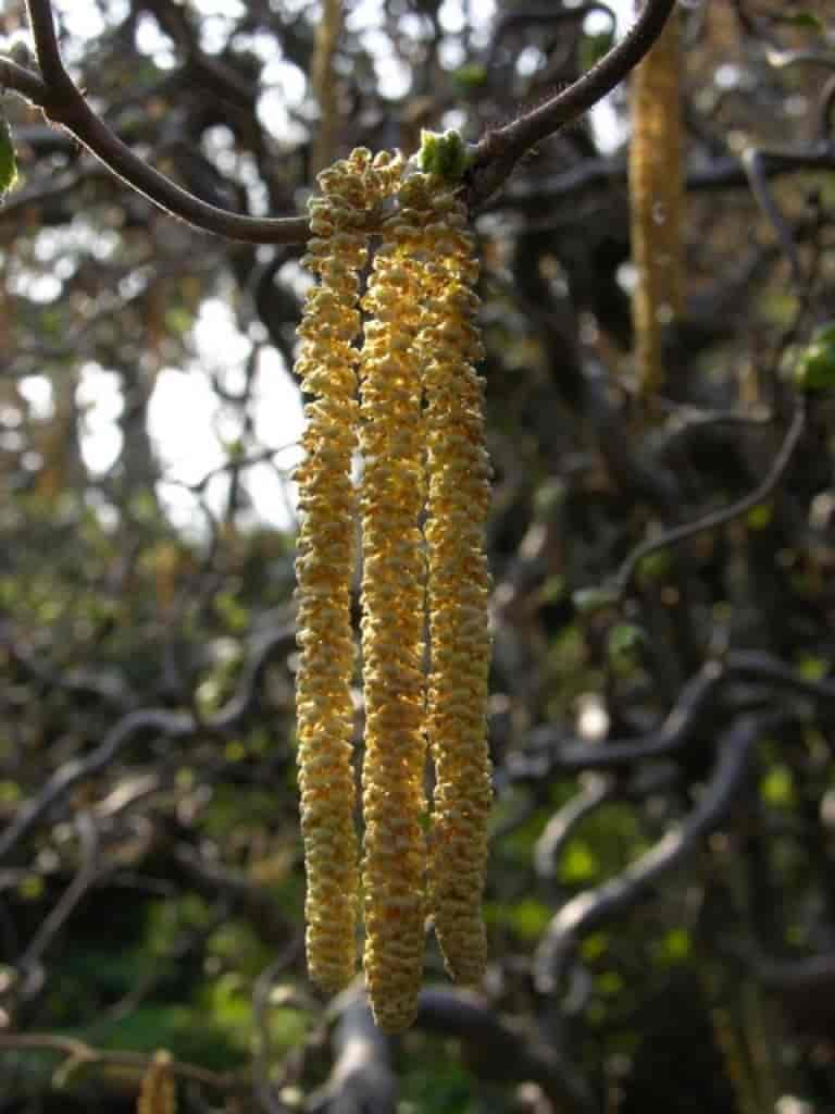 Corylus avellana (Contorta)