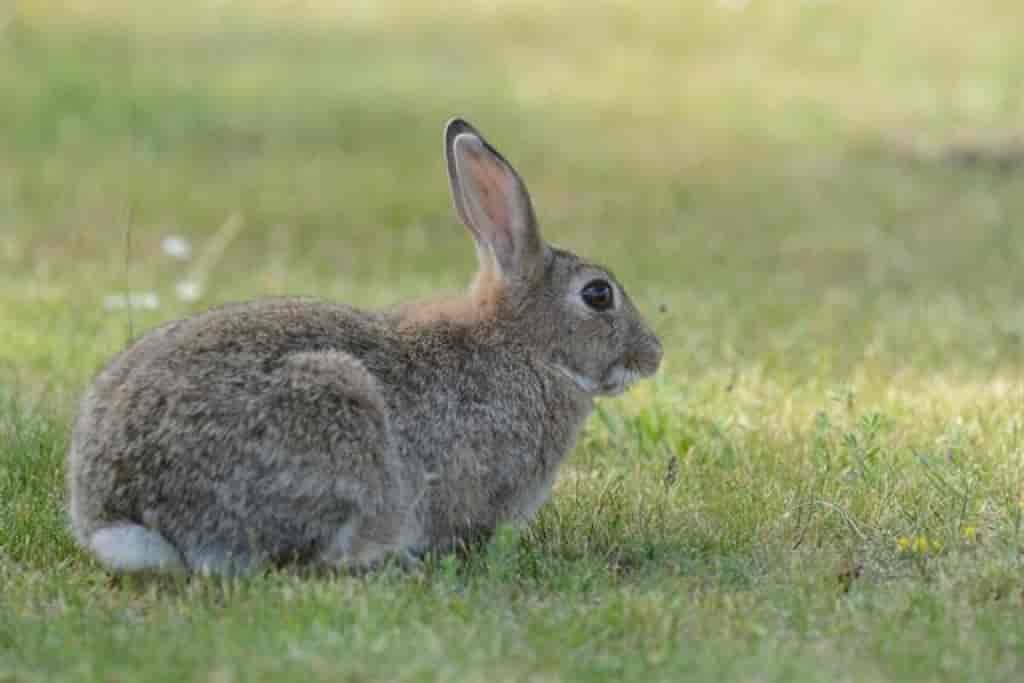 Oryctolagus cuniculus