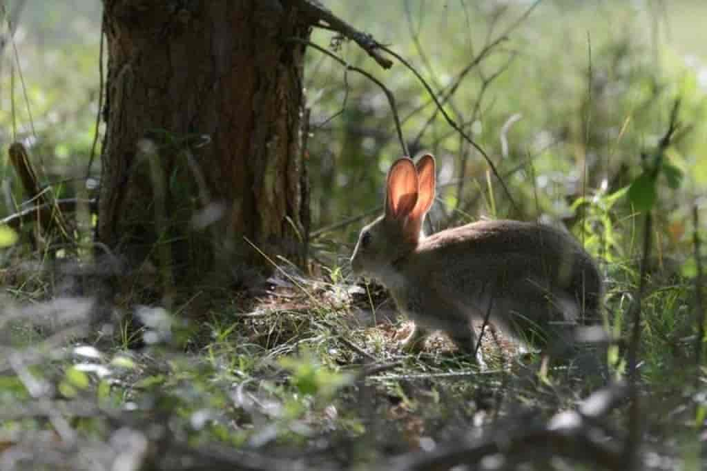 Oryctolagus cuniculus