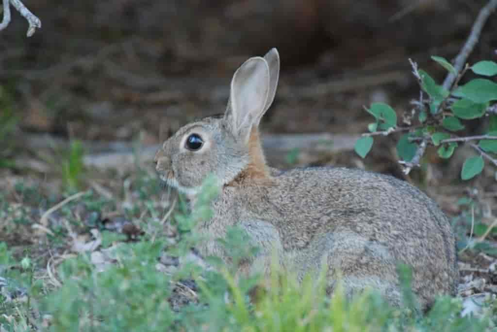 Oryctolagus cuniculus