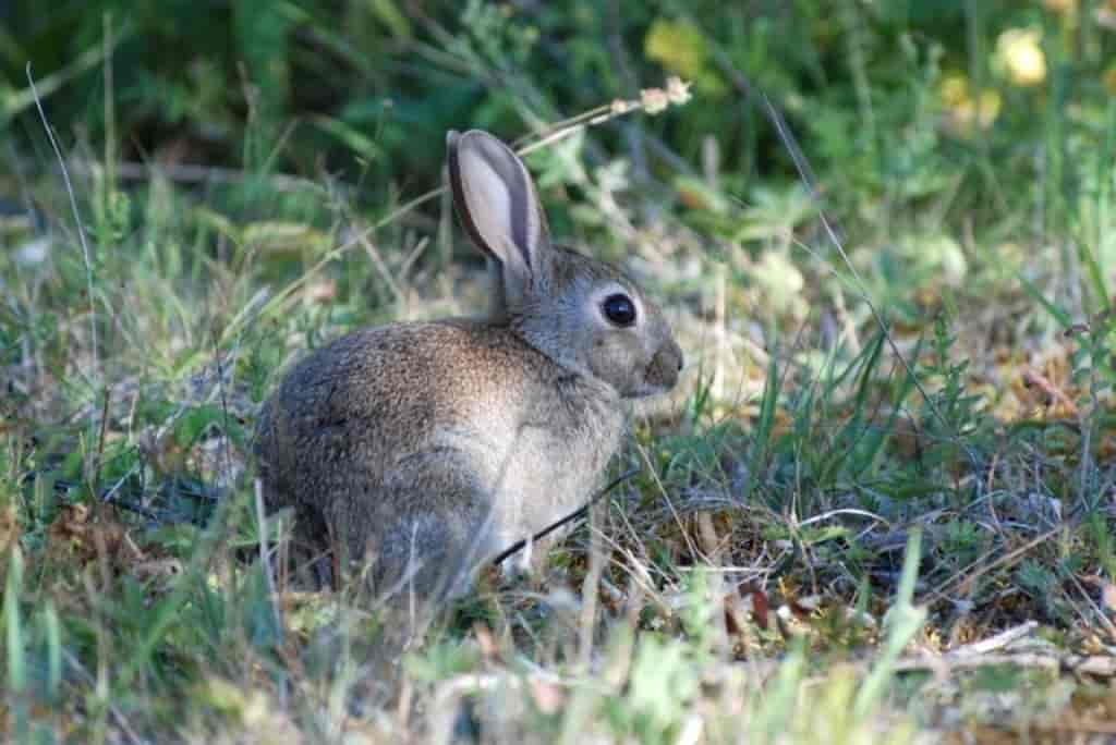 Oryctolagus cuniculus