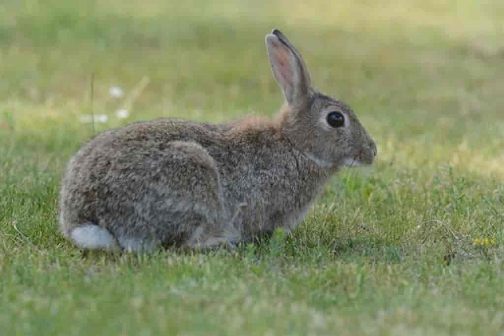 Oryctolagus cuniculus