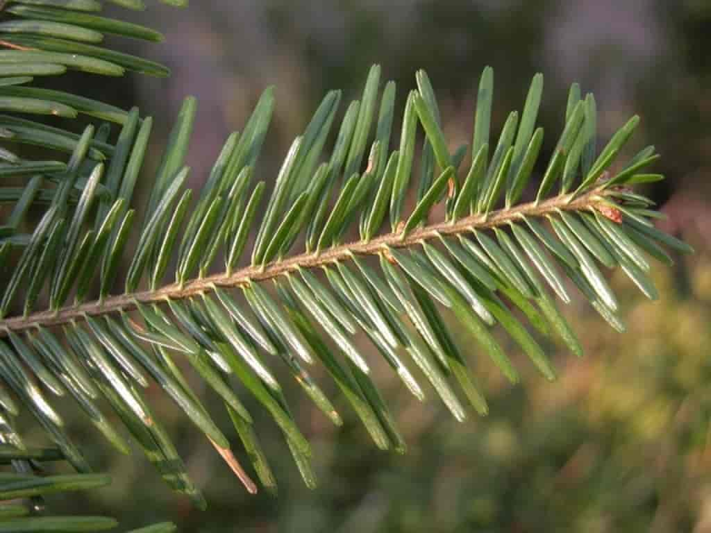 Abies alba