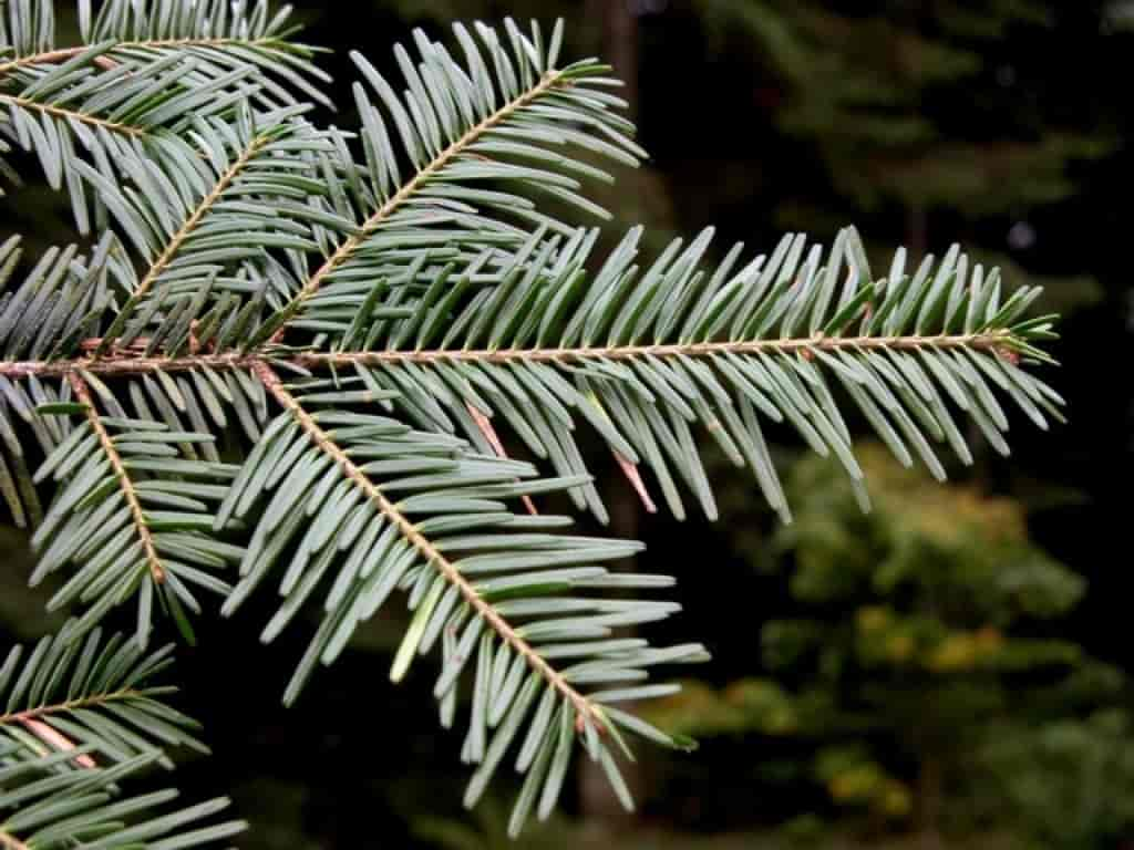 Abies alba