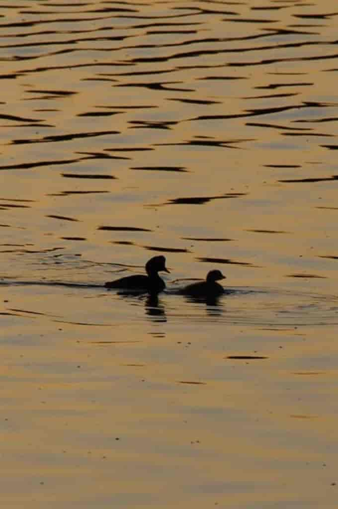 Podiceps nigricollis