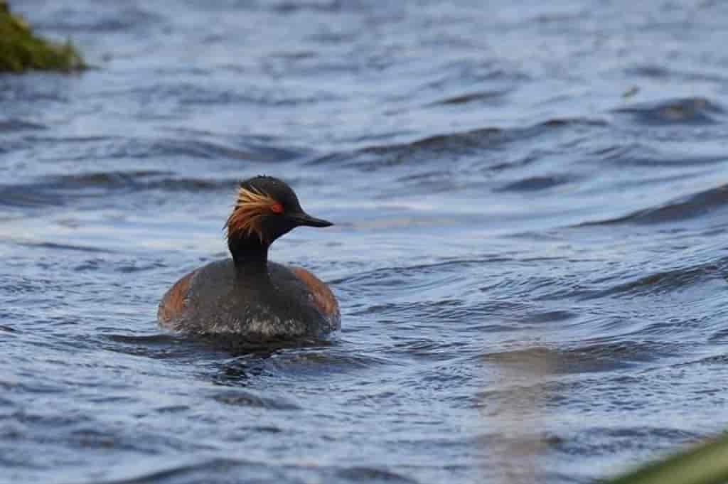 Podiceps nigricollis