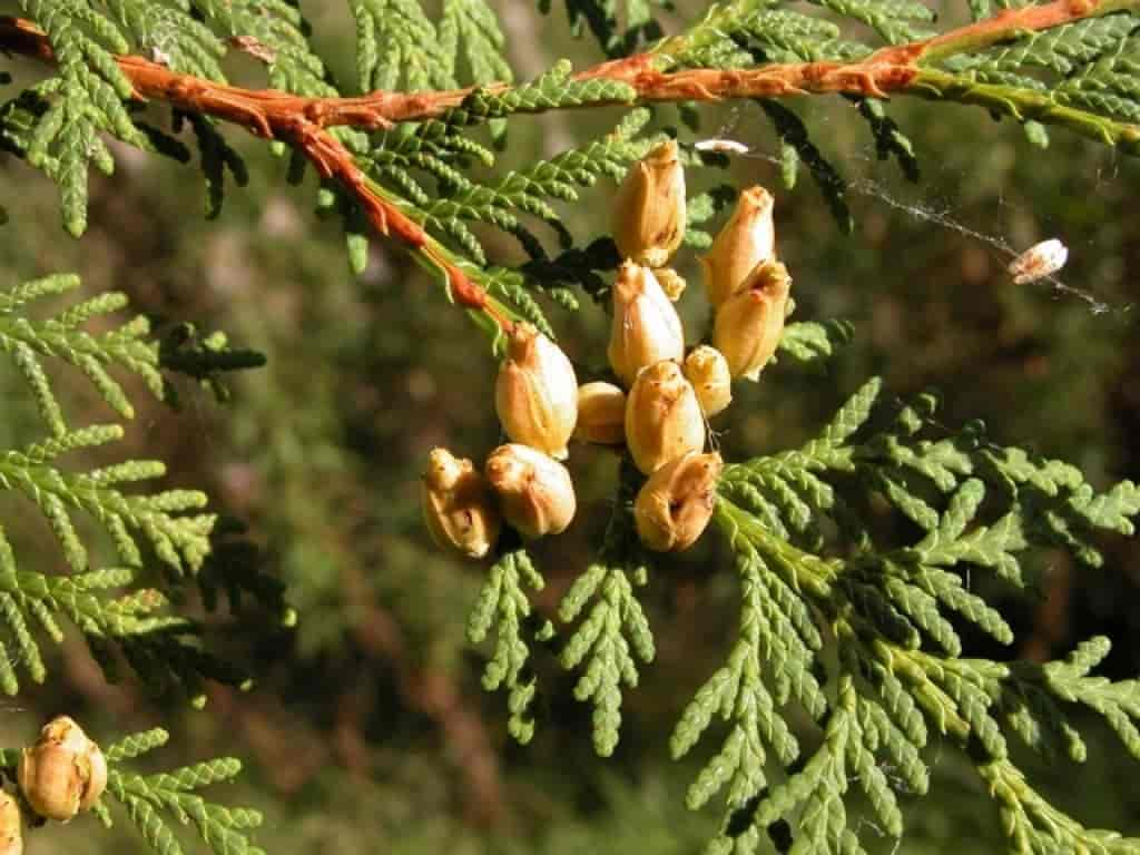 Thuja occidentalis