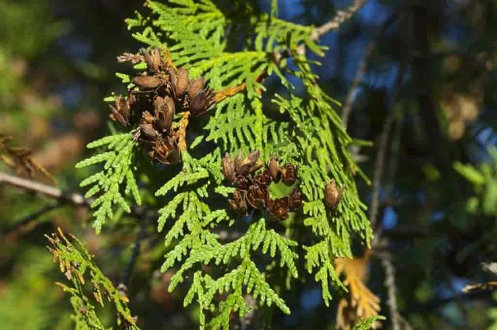 Thuja occidentalis