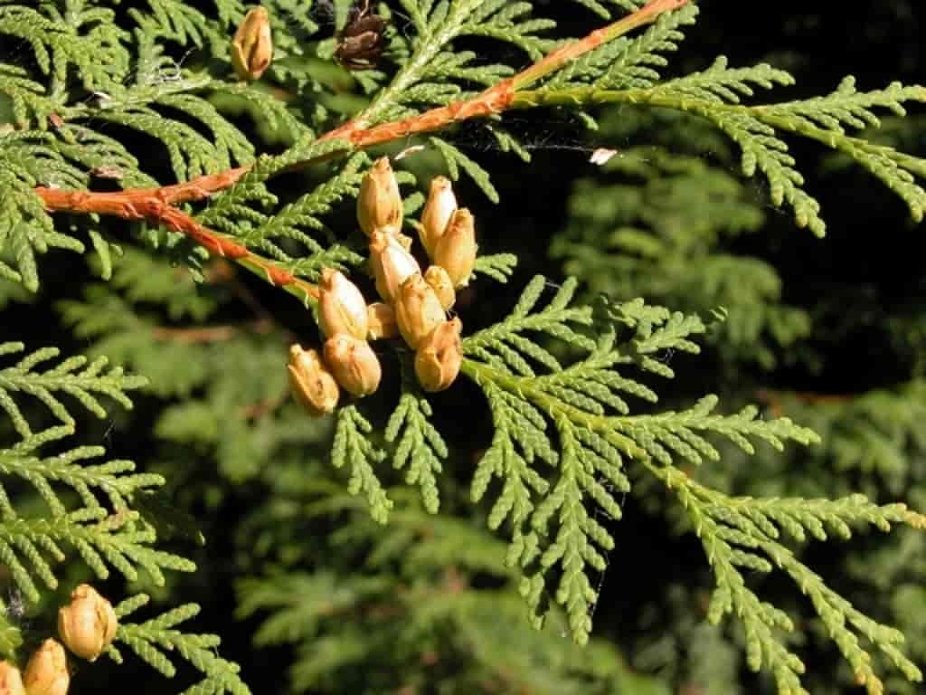 Thuja occidentalis