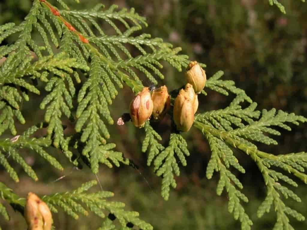 Thuja occidentalis