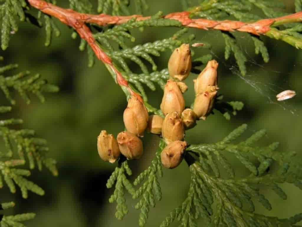 Thuja occidentalis